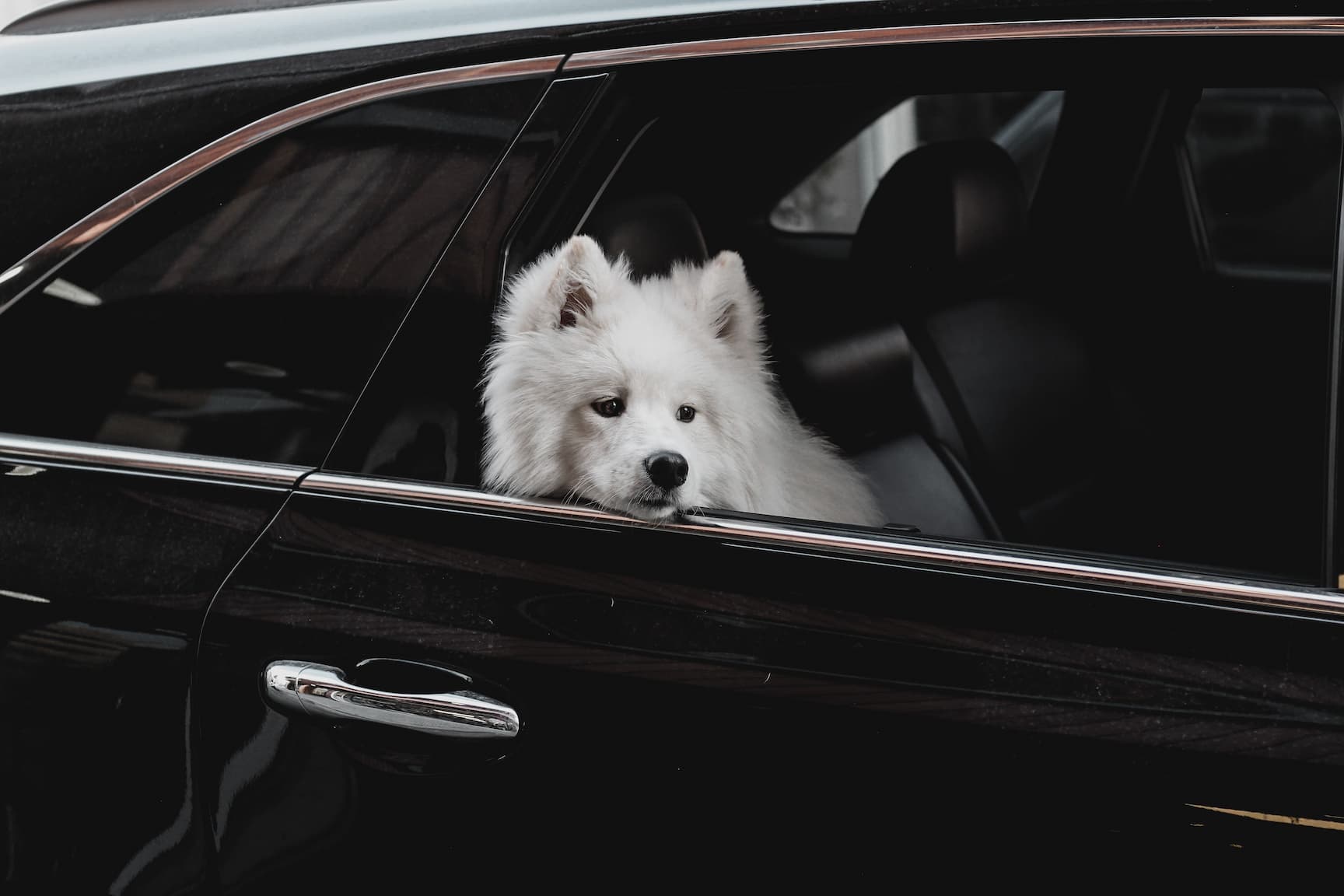 Pies rasy samojed wygląda przez okno samochodu.